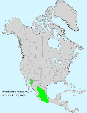 North America species range map for Tahitian Kidneywood, Eysenhardtia orthocarpa:
